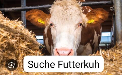 Suche Futterkuh