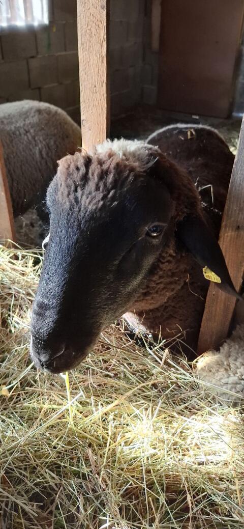 Verkaufe Merino-Schafwidder