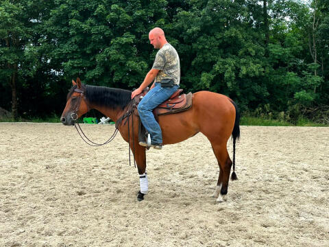 Quarter Horse Stute „Rosely“