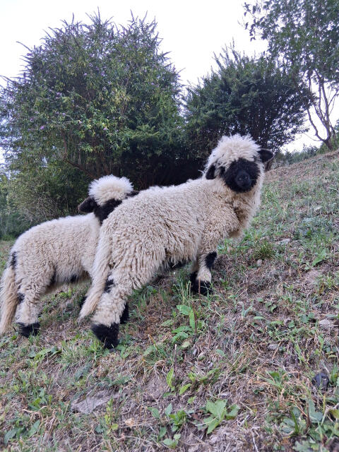 Walliser Schwarznasen-Widder BIO