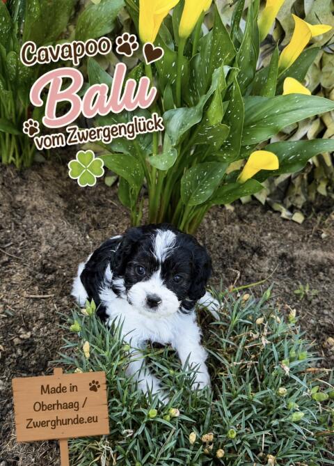 Cavapoo mit Ahnentafel und Gesundheitszeugnis