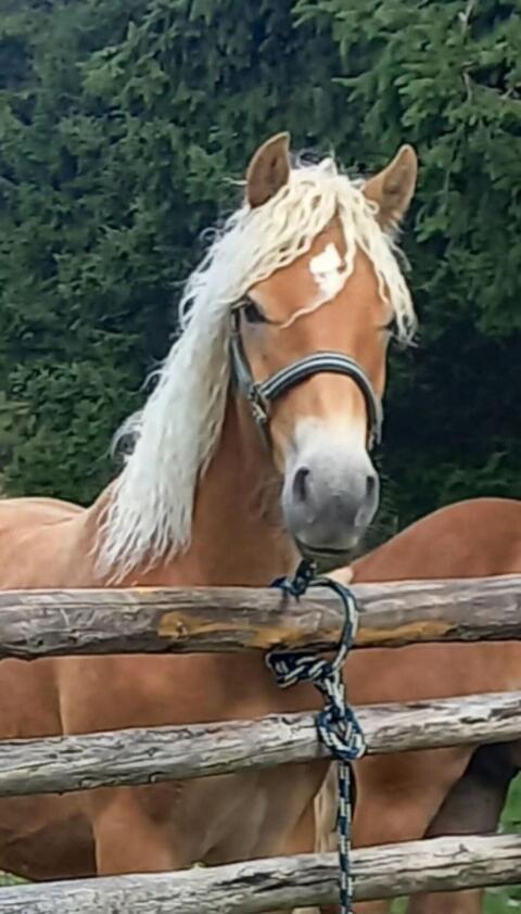 Haflingerhengst