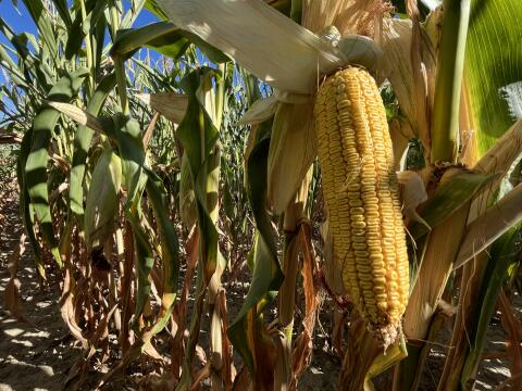 5 ha Mais ab Feld oder Maisballen, Zustellung möglich
