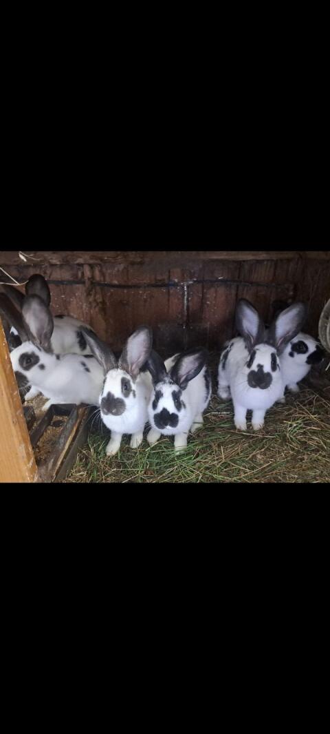 Hasen, Fleischhasen