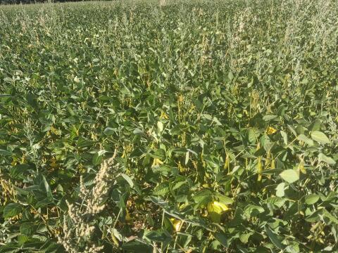 Bio-Soja Siloballen GPS