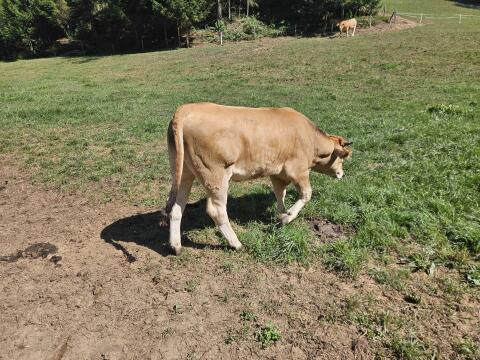 Murbodner