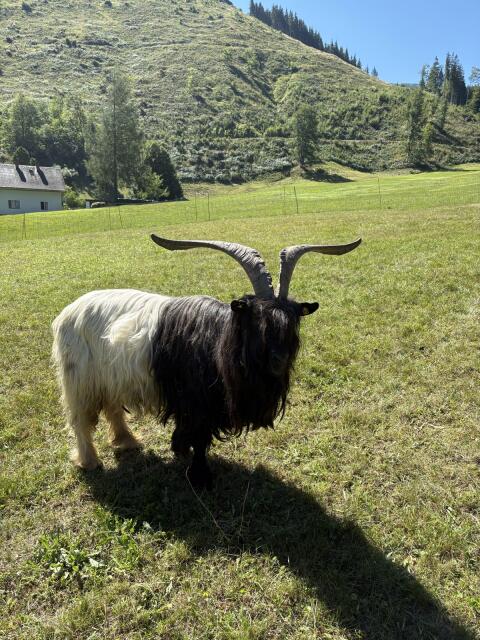 Walliser Schwarzhalsziegenbock