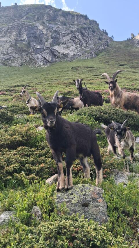 Bockkitz (nicht HB)