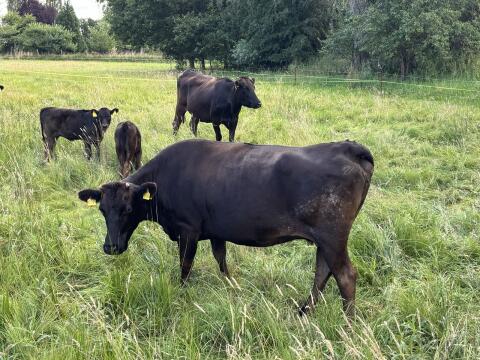 Fullblood Wagyu Mutterkuh, tragend, bewährte Zuchtkuh