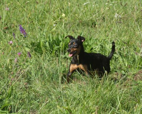 Zwergpinscher-Hündin sucht liebevollen Einzelplatz