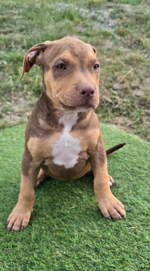 American Bully Welpen