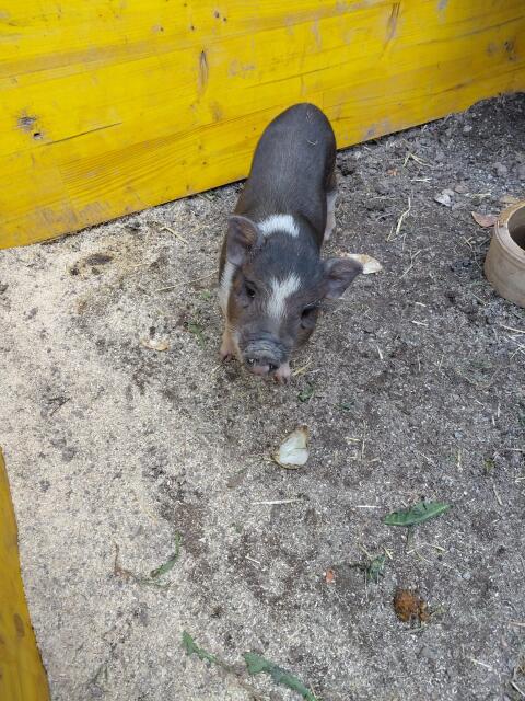 Minischwein