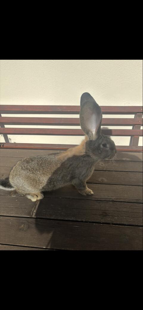 Riesenhase