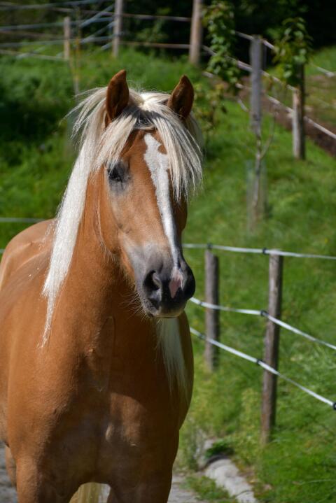 Amir, Haflinger Wallach