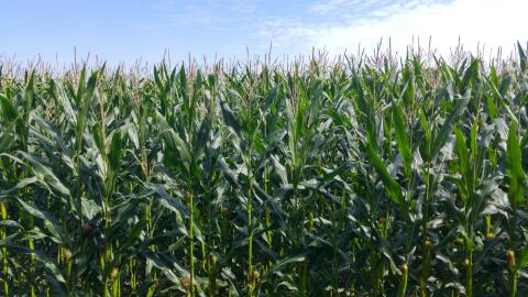 24,5 ha Silomais ab Feld