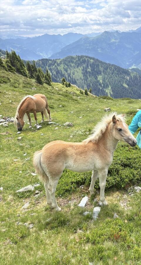 Haflinger Stutfohlen