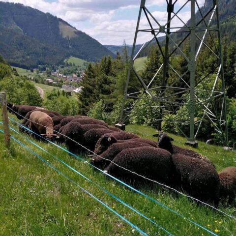Jura-Zuchtschafe weiblich