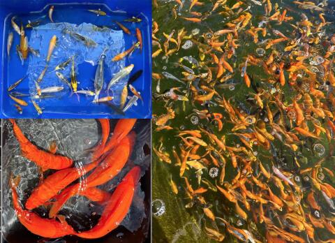 Baby-Koi, ca. 5 bis 10 cm, gelb, orange, grau, braun, schwarz