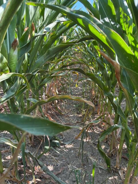Mais ab Feld in St. Margarethen zu verkaufen