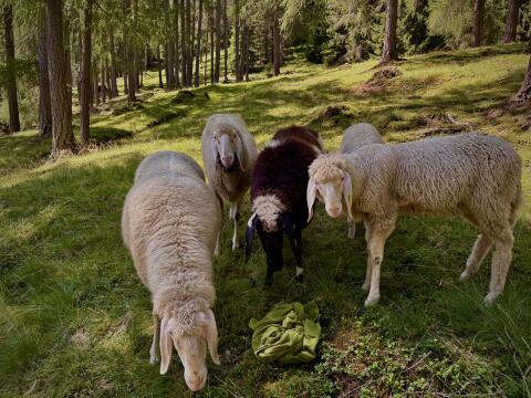 Bergschaf Lämmer