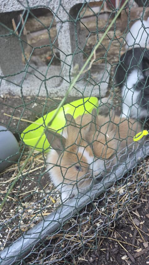 Kaninchen