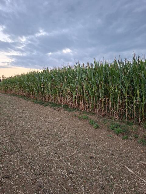 Silomais ab Feld