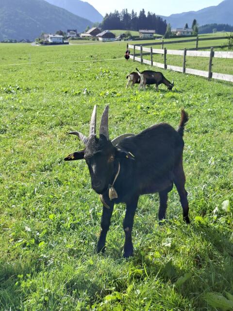 Vierhornziege Bockkitz