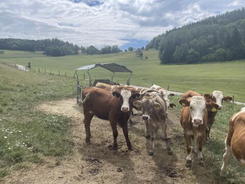 Suche Bio-Aufzuchtsbetrieb