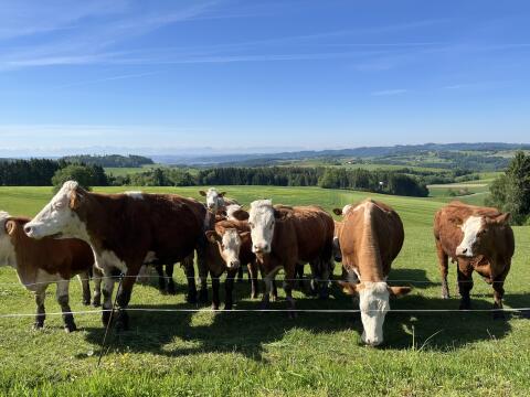 Suche 20 bis 30 Heuballen (evtl. mit Zustellung Bezirk Rohrbach)