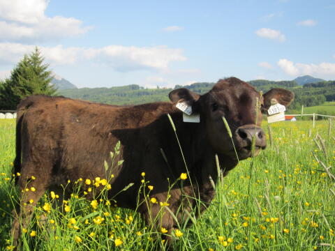 Bio Wagyu