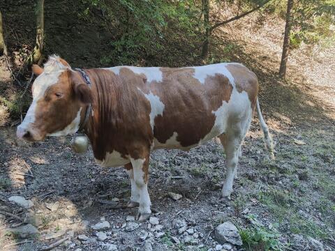 Verkaufe schöne trächtige FV Kalbin