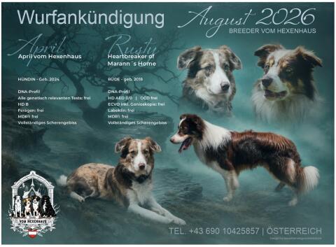 Border Collie Welpen
