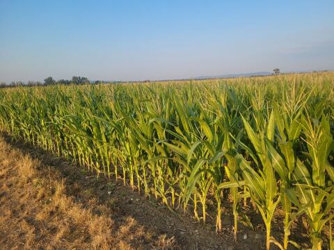 Silomais ab Feld