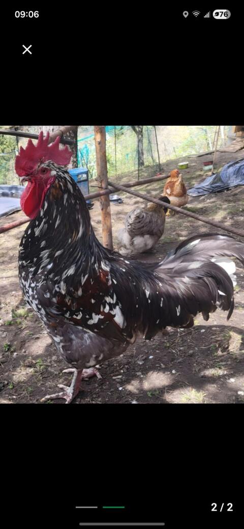 Verkaufe Bruteier Schwedisches Blumenhuhn, Sperber