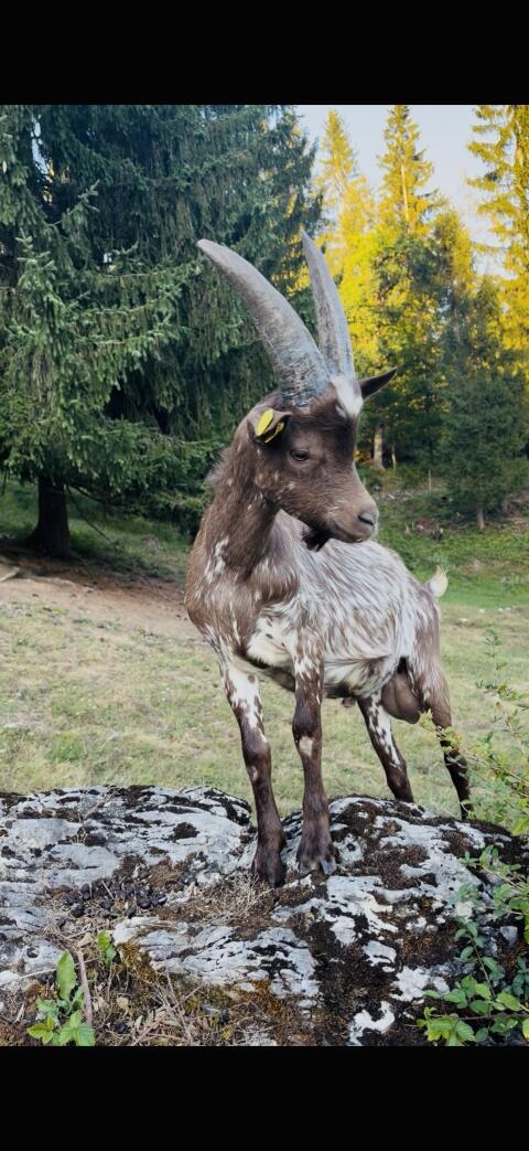 Verkaufe 5 Monate alten Fiorina-Aosta-Bock