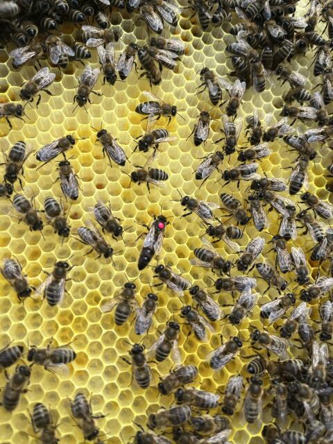 Bienenkönigin Carnica standbegattet