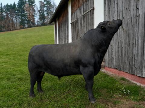 Aberdeen Angus Zuchtstier