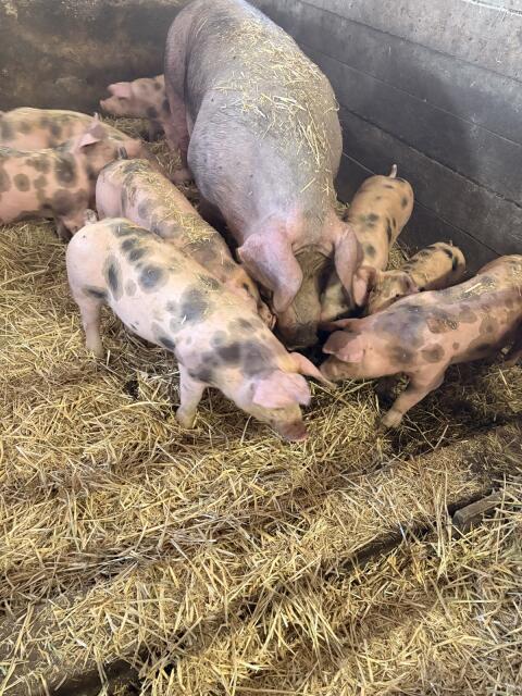 Duroc/Pietrain-Ferkel