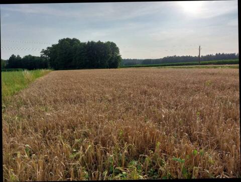 Sommergerste