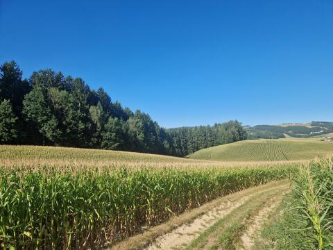 Verkaufe ca. 4,8 ha Mais