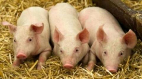 Bio-Ferkel Schweine