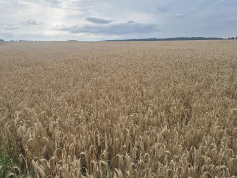 Bio Triticale