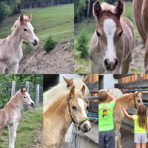 Haflinger Hengstfohlen