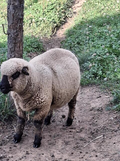 Shropshire Schafbock