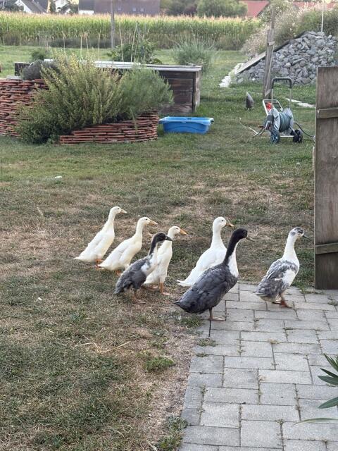 Enten, Laufenten