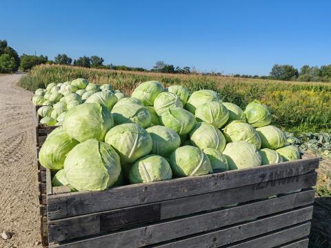 Weißkraut, Kohl