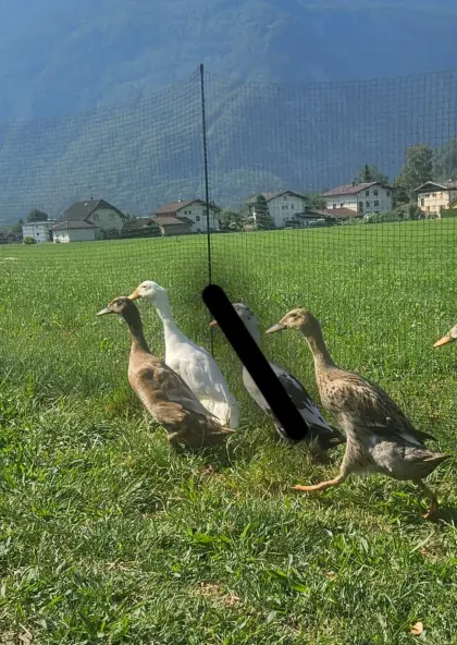 Laufenten