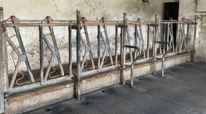 Aufstallung Wölfleder