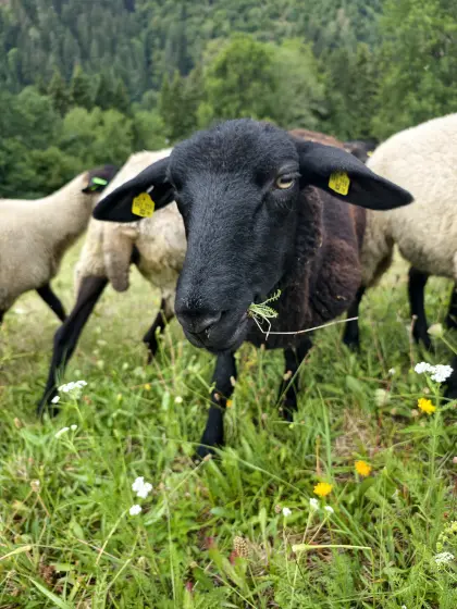 Jura/Suffolk-Kreuzung, weiblich