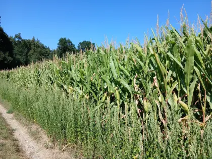 Verkaufe Silomais ab Feld P8834